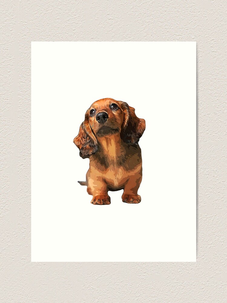 red mini dachshund puppy