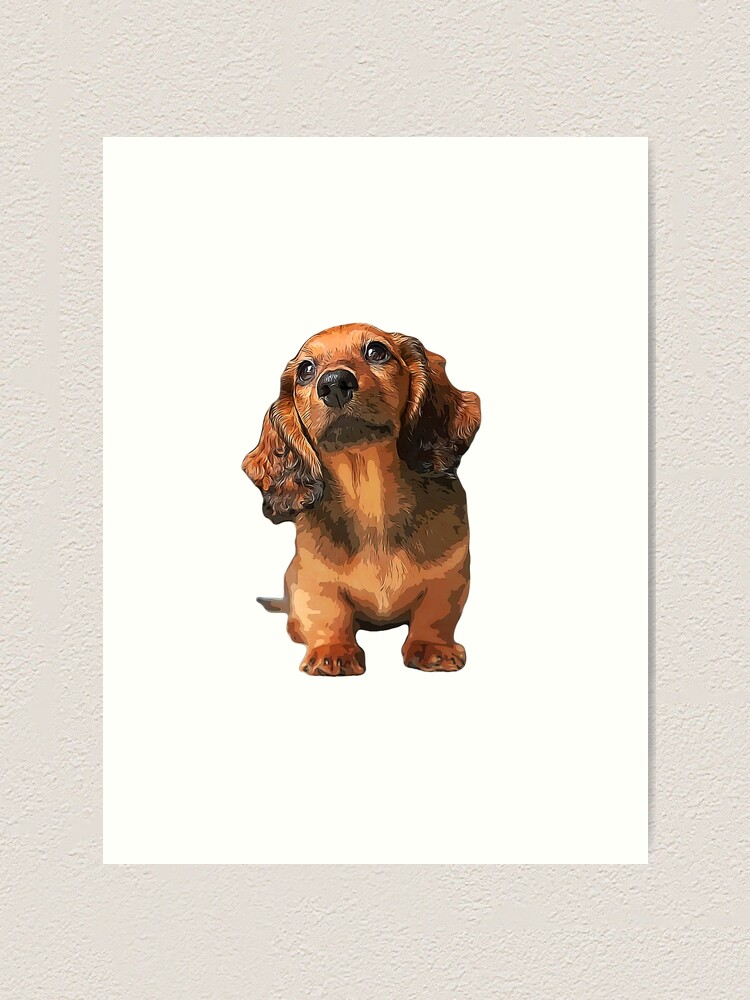 Why Are Dachshunds So Cute?