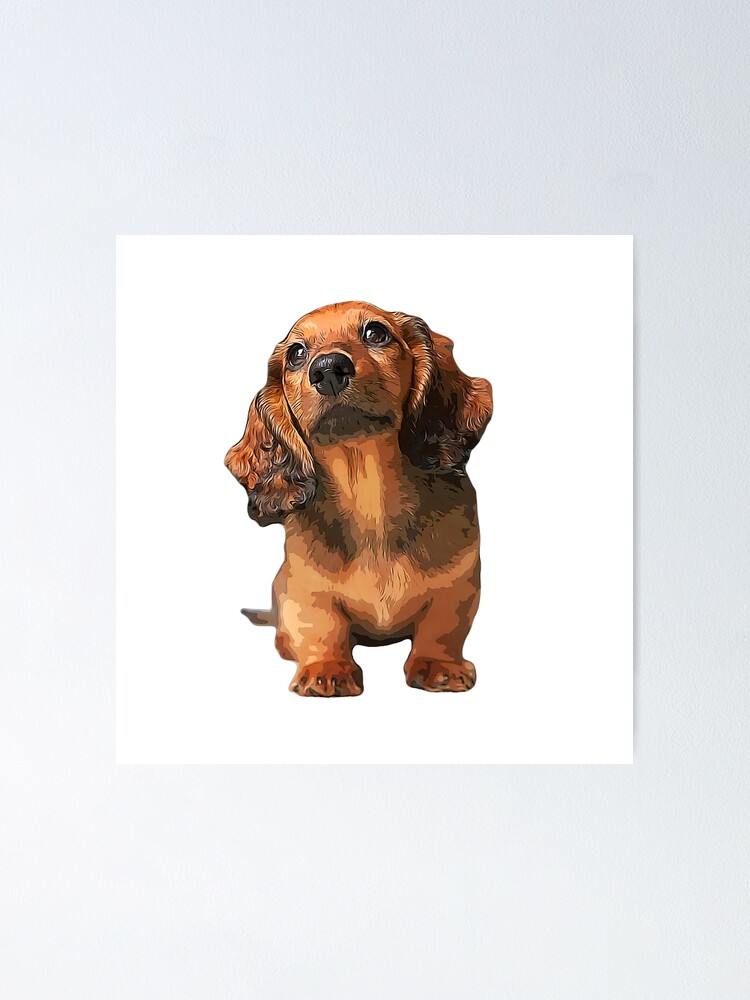Mini Dachshund Long Haired Shaded Red Puppy Dog