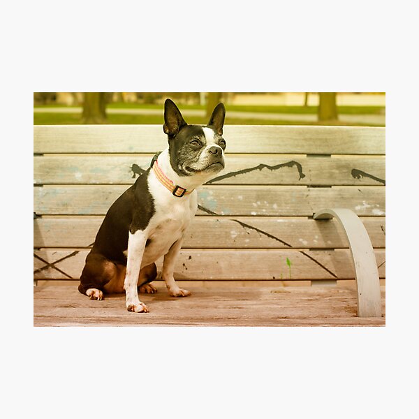 Multi-Coloured Bench Warmer Photographic Print