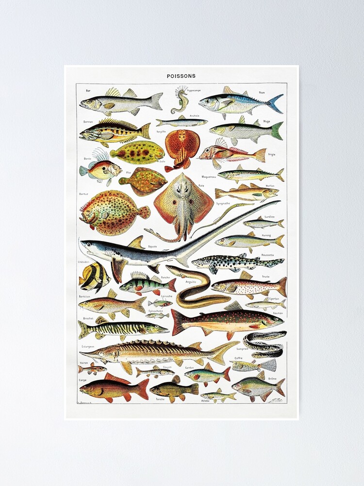 Large Fish Species Chart Poster by Adolphe Millot