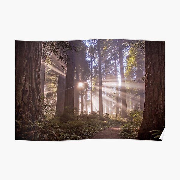 Gatekeepers of the Forest Poster