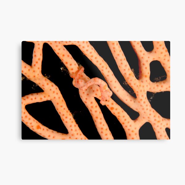 Denise's Pygmy Seahorse - Hippocampus denise Metal Print