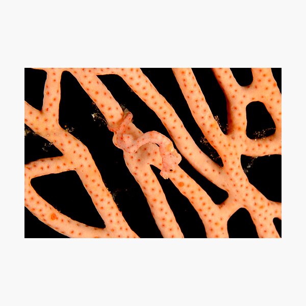 Denise's Pygmy Seahorse - Hippocampus denise Photographic Print
