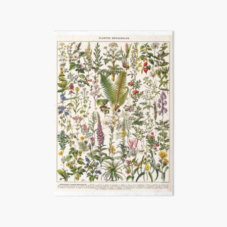 Aperçu de l'œuvre Adolphe Millot - Plantes Médicinales B - Affiche ancienne française créée et vendue par DejaVuStudio.