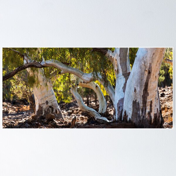 Item preview, Flinders Gum Trees designed and sold by Andrew Dickman.
