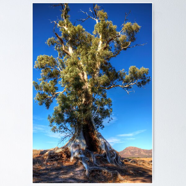 Item preview, Cazneaux's Tree designed and sold by Andrew Dickman.
