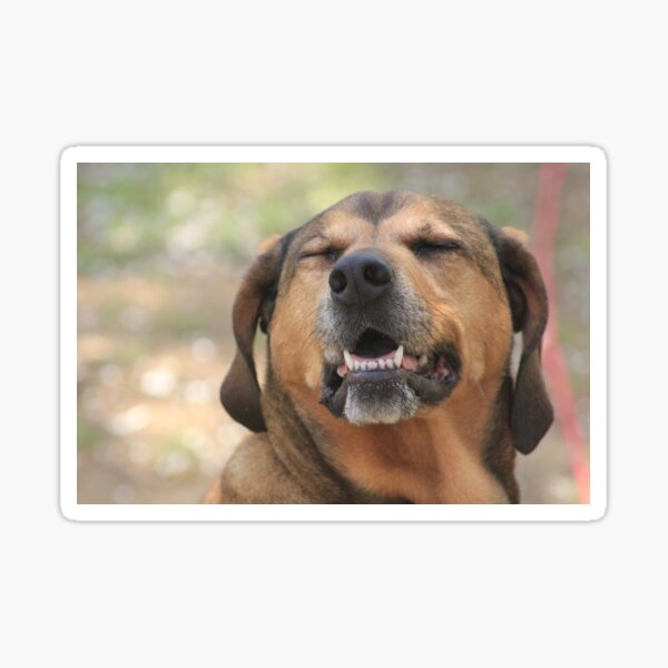 Happy Dog  Sticker