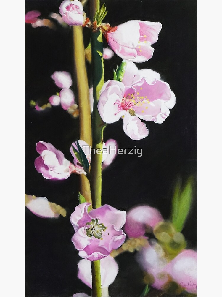 Nektarinenblüte von TheaHerzig
