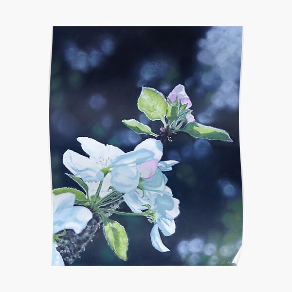 Apfelblüte Poster