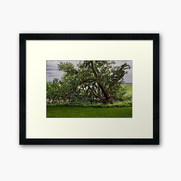 Item preview, Habersham Plantation Tree designed and sold by nbrandsberg.