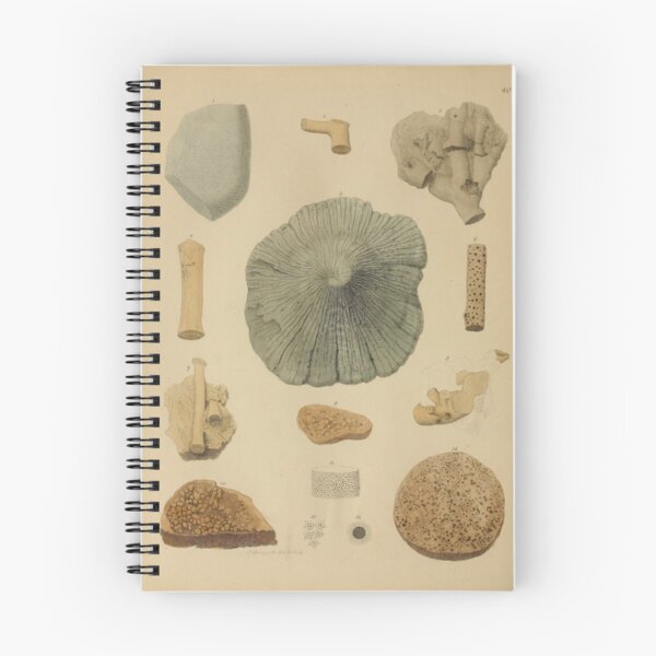Item preview, Coral Fossils designed and sold by BlueSpecsStudio.