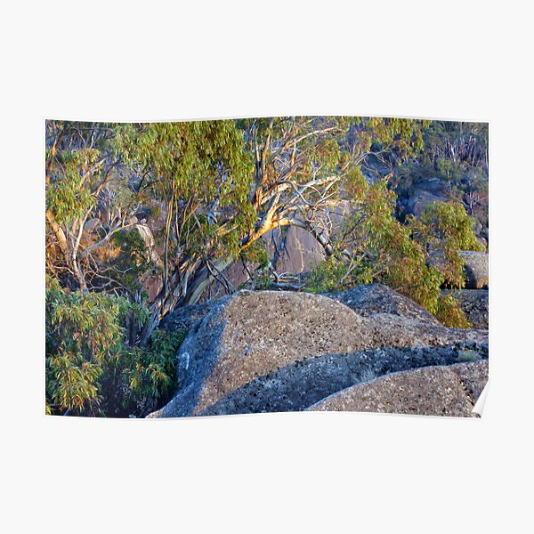 Mt Buffalo Sunrise II Poster