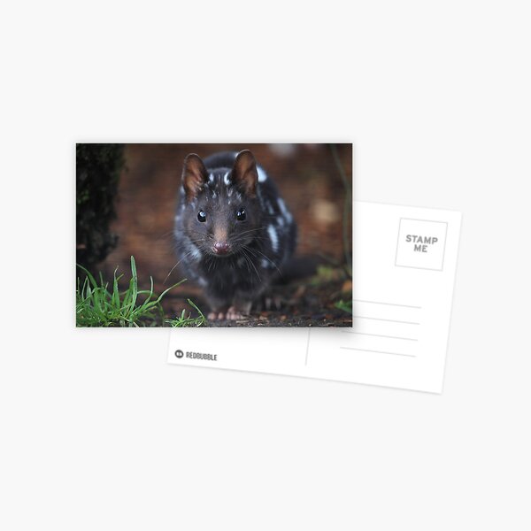 Eastern Quoll .Black mortph. Postcard
