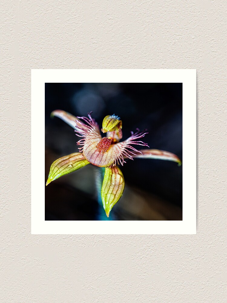 Alternate view of Dancing Spider Orchid Art Print