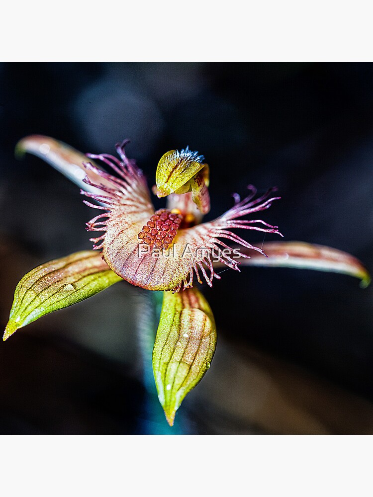 Dancing Spider Orchid by AmyesPhotograph
