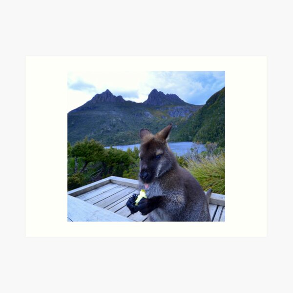 Wallaby Tongue Art Print