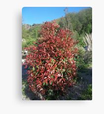 Shrubs Canvas Print