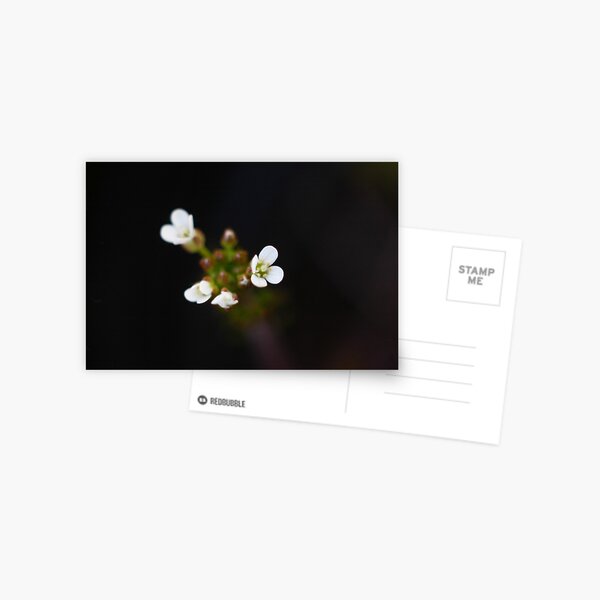 Little White Weed Postcard
