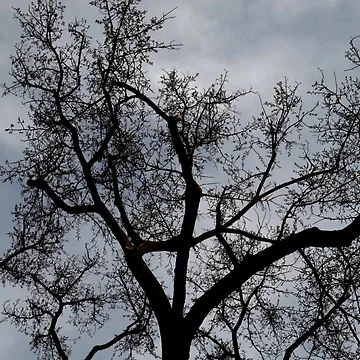 Artwork thumbnail, Tree by teacup21