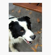 unexpected companion Photographic Print