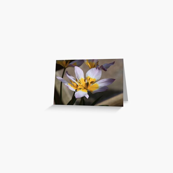 Lilac Lily Greeting Card