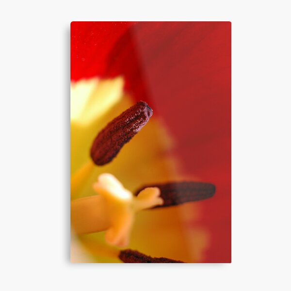 Into the stamen Metal Print