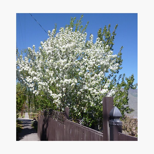 more beauty on my walks Photographic Print