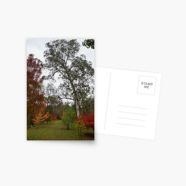 Item preview, Arching trees - Buchan Caves, NSW, Australia designed and sold by Sean De Freitas.