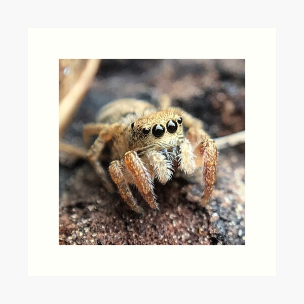 Item preview, Jumping Spider designed and sold by Sk8Legged.