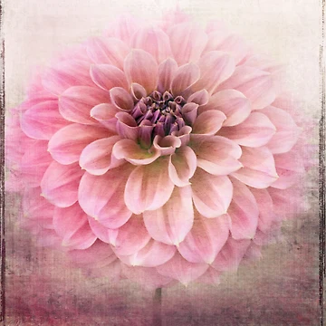 Artwork thumbnail, Soft Raspberry by Margi