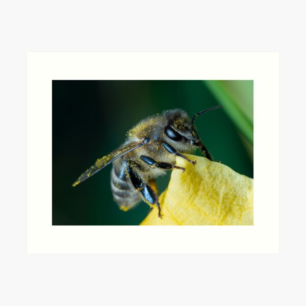 Item preview, Bee designed and sold by SorryToBugYou.