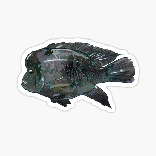 Texas Natives Rio Grande Cichlid Sticker By Annabeloutdoors Redbubble