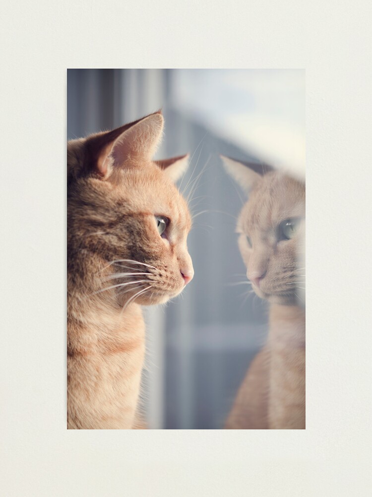 Alternate view of Someone's Watching Me Photographic Print