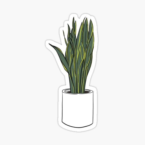 Snake Plant in White Sticker for Sale by karenedralin