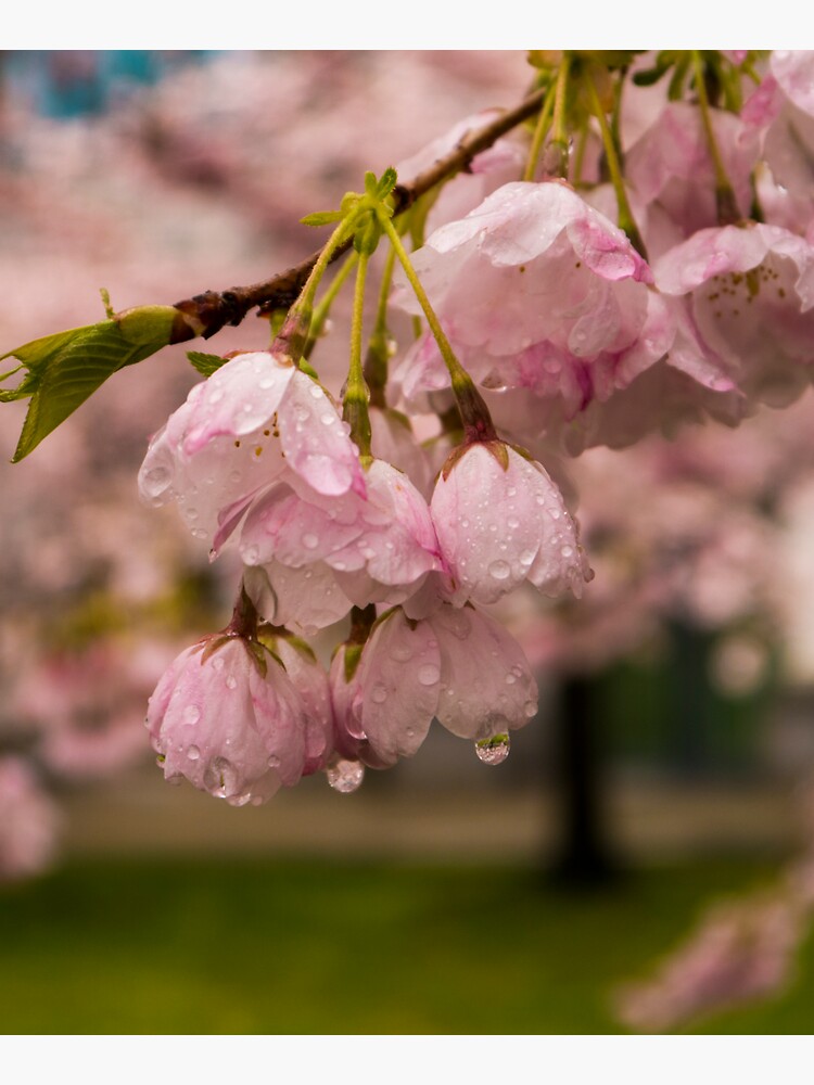 Thumbnail 5 of 5, Tote Bag, Cherry Blossoms and Rain Drops designed and sold by raetucker.