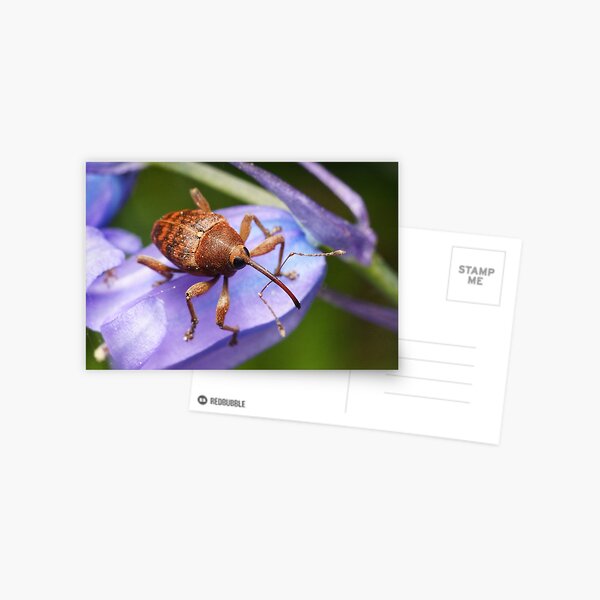 Item preview, Weevil designed and sold by stefoncox.