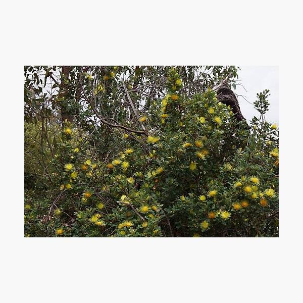 Item preview, Dryandra Bush designed and sold by lezvee.