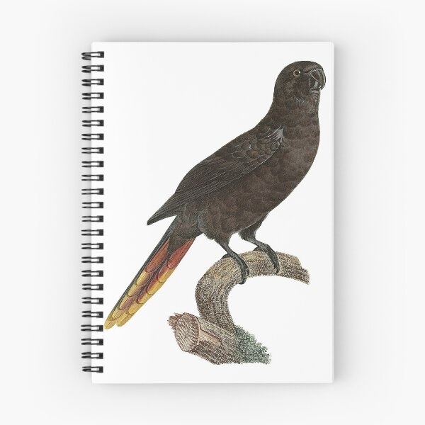 Item preview, Black lory designed and sold by Photopicture.