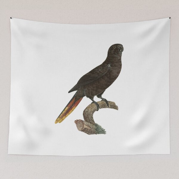 Item preview, Black lory designed and sold by Photopicture.