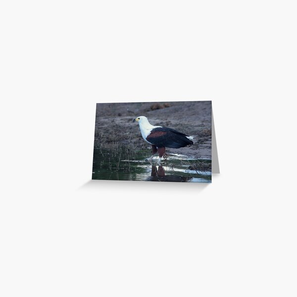 African Fish Eagle Greeting Card