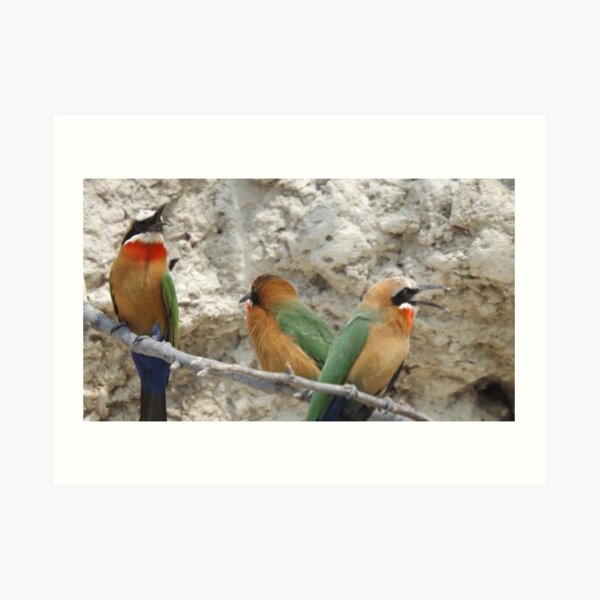 White fronted Bee-eaters Art Print