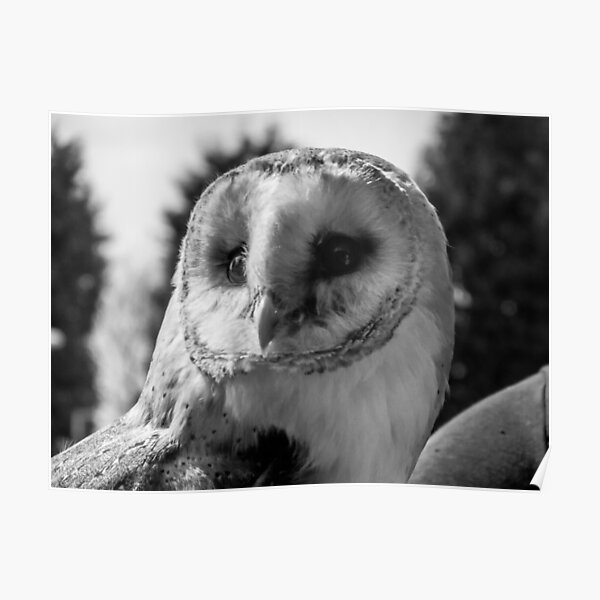 Barn Owl in Black and white  Poster