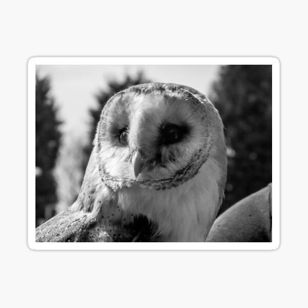 Item preview, Barn Owl in Black and white  designed and sold by designbywhacky.