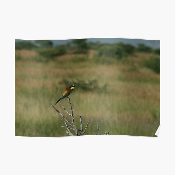 European Bee-eater Poster