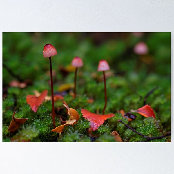 Item preview, The little Red Ones designed and sold by Robert Mullner.