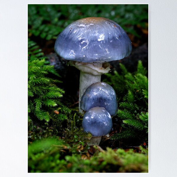 Item preview, The not so little Blue Ones designed and sold by Robert Mullner.