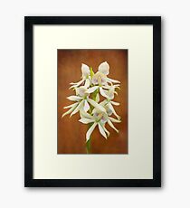 Flower - Orchid - A gift for you Framed Print