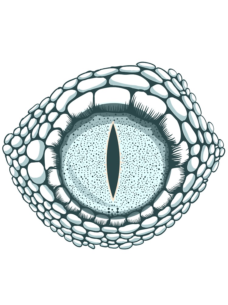 Year 5 Bradway Primary on Twitter Today we independently transferred all  the skills we had learned about drawing a human eye to drawing animal eyes  We were so impressed with the results