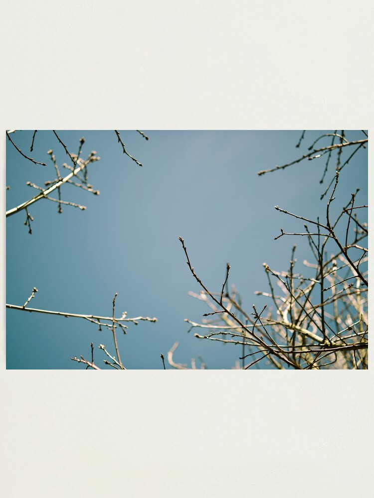 Alternate view of Skyward Photographic Print
